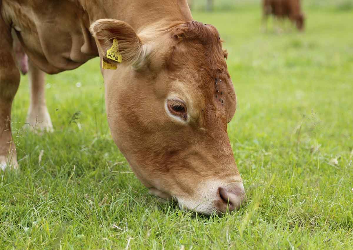 Kuh,Biohof Langenbach